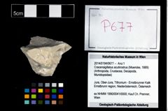 Foto (Objekt + Etikett) von Cracensigillatus acutirostrus (Moericke, 1889)  (NHMW-GEO-2014-0194-0677)